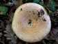 Begöngyöltszélű tejelőgomba (Lactarius zonarius), Pilis